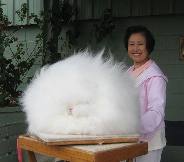 These 16 Fluffy Animals Will Make You Say Awww These 16 Fluffy Animals Will Make You Say Awww