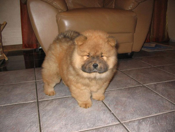 These 16 Fluffy Animals Will Make You Say Awww These 16 Fluffy Animals Will Make You Say Awww