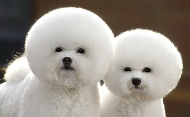 These 16 Fluffy Animals Will Make You Say Awww These 16 Fluffy Animals Will Make You Say Awww