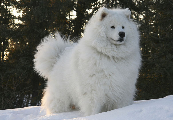 These 16 Fluffy Animals Will Make You Say Awww These 16 Fluffy Animals Will Make You Say Awww