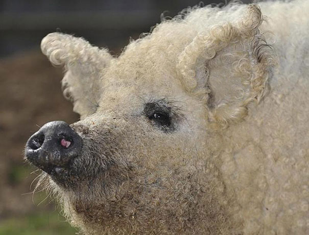 These 16 Fluffy Animals Will Make You Say Awww These 16 Fluffy Animals Will Make You Say Awww