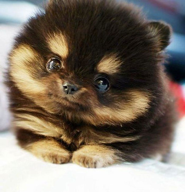 These 16 Fluffy Animals Will Make You Say Awww These 16 Fluffy Animals Will Make You Say Awww
