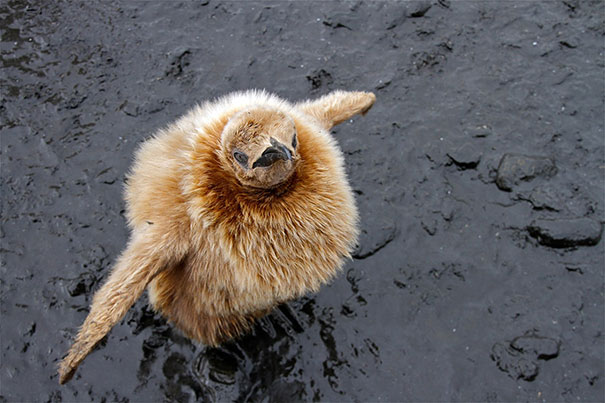 These 16 Fluffy Animals Will Make You Say Awww These 16 Fluffy Animals Will Make You Say Awww