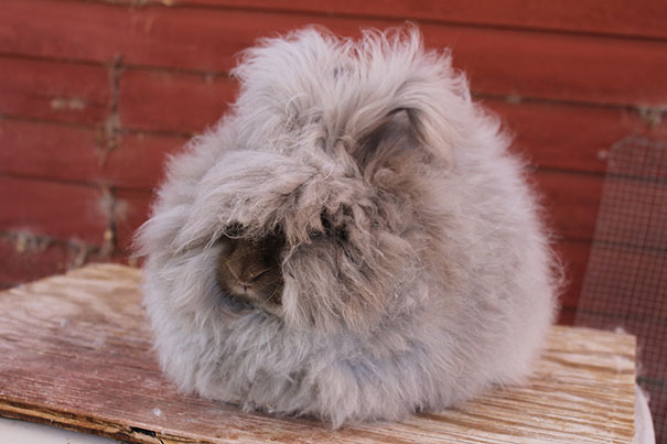 These 16 Fluffy Animals Will Make You Say Awww These 16 Fluffy Animals Will Make You Say Awww