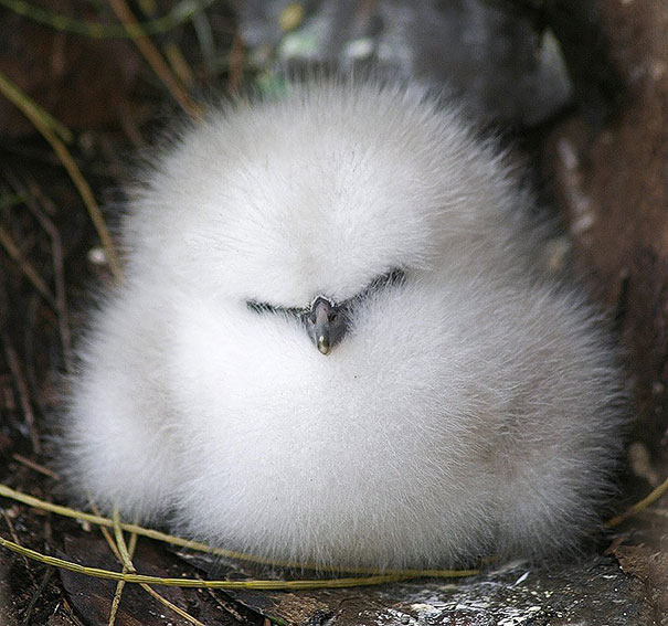 These 16 Fluffy Animals Will Make You Say Awww These 16 Fluffy Animals Will Make You Say Awww