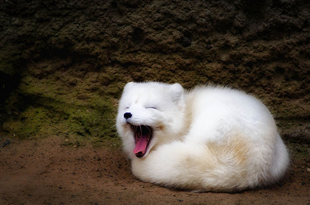 These 16 Fluffy Animals Will Make You Say Awww These 16 Fluffy Animals Will Make You Say Awww