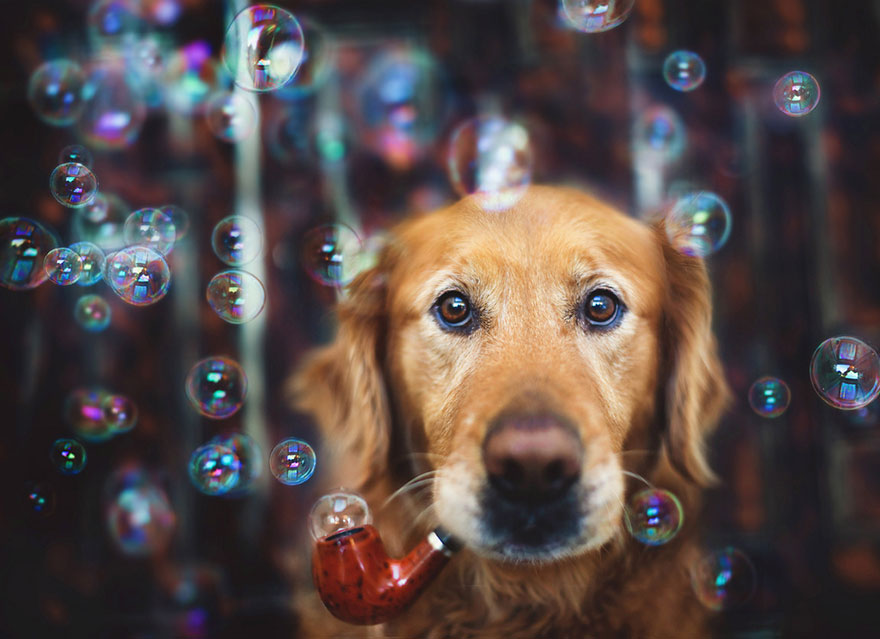 R.I.P Chuppy: These Adorable Photos Will Always Remind Us Of Chuppy The Golden Retriever R.I.P Chuppy: These Adorable Photos Will Always Remind Us Of Chuppy The Golden Retriever