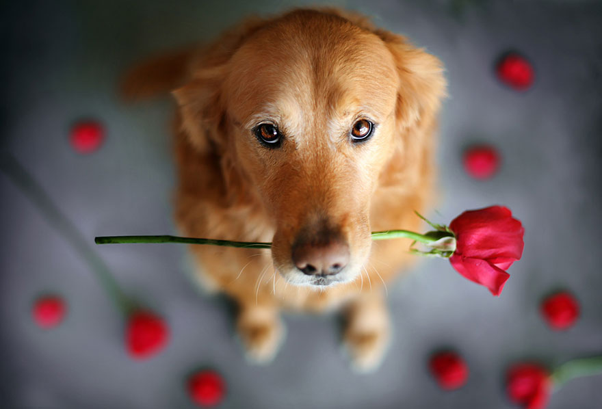R.I.P Chuppy: These Adorable Photos Will Always Remind Us Of Chuppy The Golden Retriever R.I.P Chuppy: These Adorable Photos Will Always Remind Us Of Chuppy The Golden Retriever