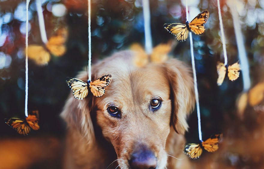 R.I.P Chuppy: These Adorable Photos Will Always Remind Us Of Chuppy The Golden Retriever R.I.P Chuppy: These Adorable Photos Will Always Remind Us Of Chuppy The Golden Retriever