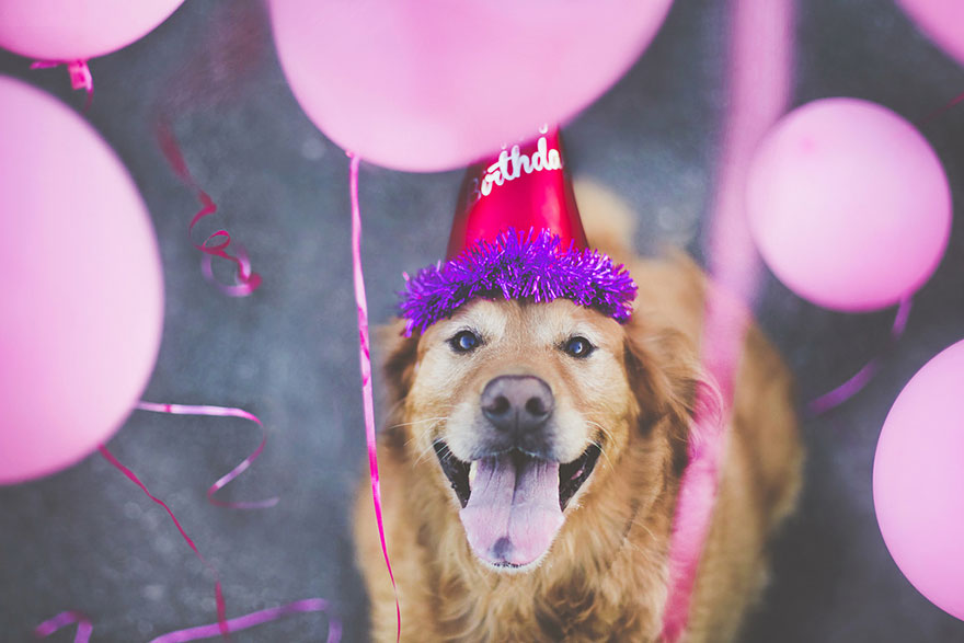 R.I.P Chuppy: These Adorable Photos Will Always Remind Us Of Chuppy The Golden Retriever R.I.P Chuppy: These Adorable Photos Will Always Remind Us Of Chuppy The Golden Retriever