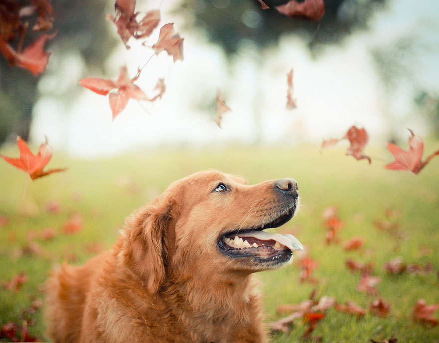 R.I.P Chuppy: These Adorable Photos Will Always Remind Us Of Chuppy The Golden Retriever R.I.P Chuppy: These Adorable Photos Will Always Remind Us Of Chuppy The Golden Retriever