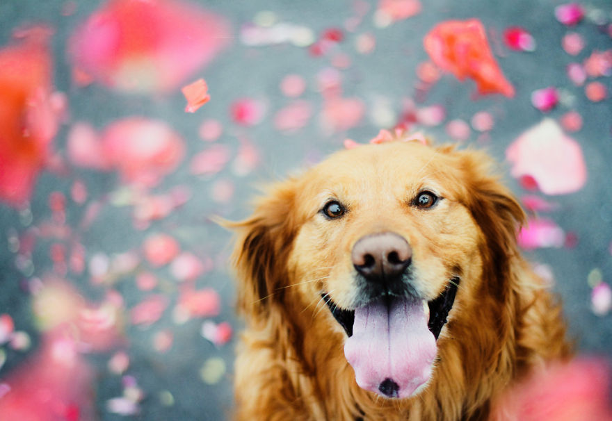 R.I.P Chuppy: These Adorable Photos Will Always Remind Us Of Chuppy The Golden Retriever R.I.P Chuppy: These Adorable Photos Will Always Remind Us Of Chuppy The Golden Retriever