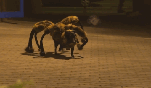 Pranksters Dressed A Dog Up As A Giant Spider To Scare People In Poland Pranksters Dressed A Dog Up As A Giant Spider To Scare People In Poland