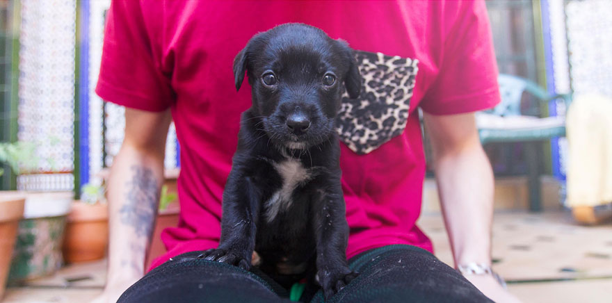 Story Of A Rescued Puppy