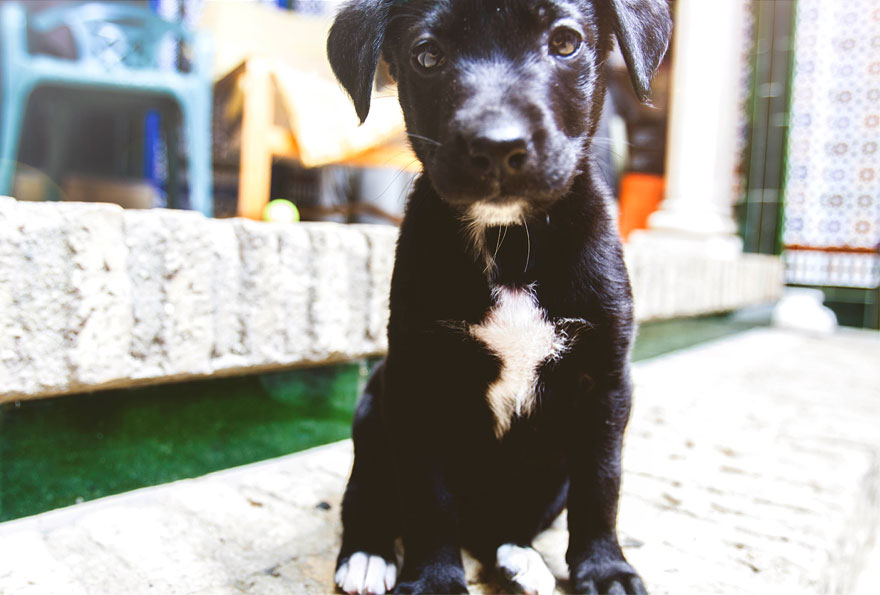 Story Of A Rescued Puppy