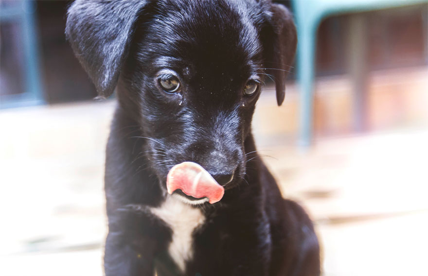 Story Of A Rescued Puppy