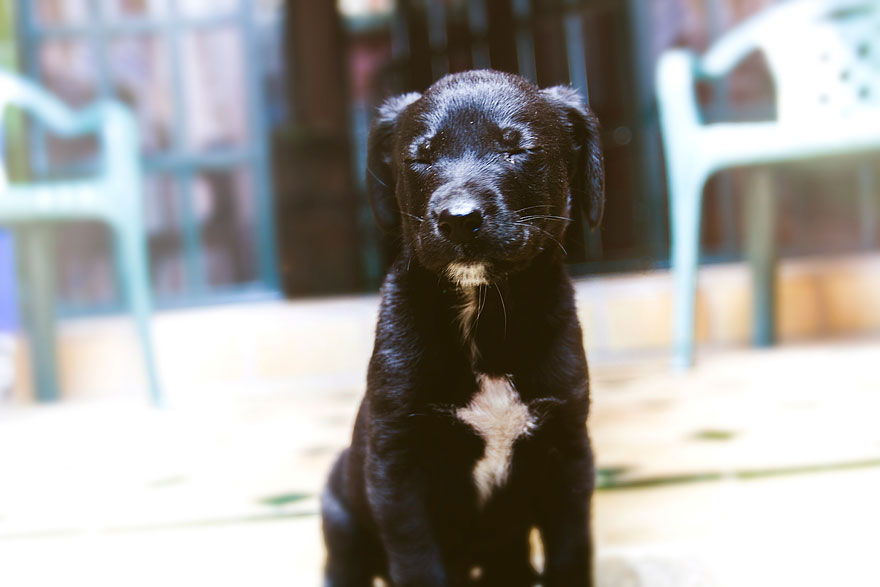 Story Of A Rescued Puppy