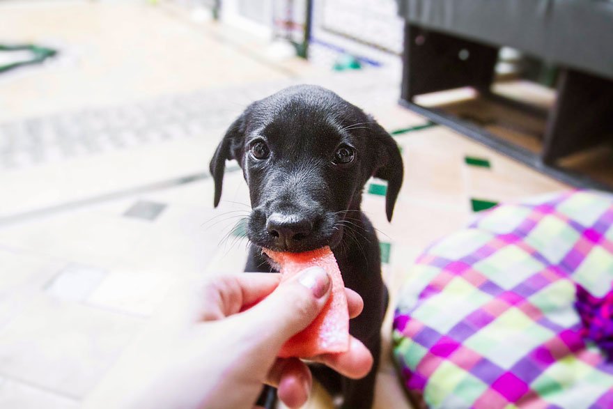 Story Of A Rescued Puppy