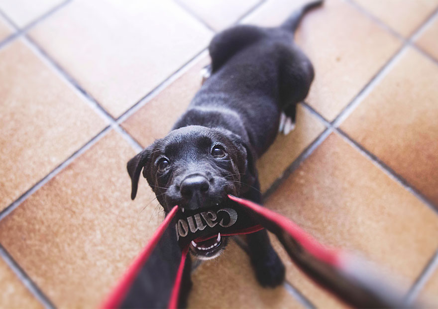 Story Of A Rescued Puppy