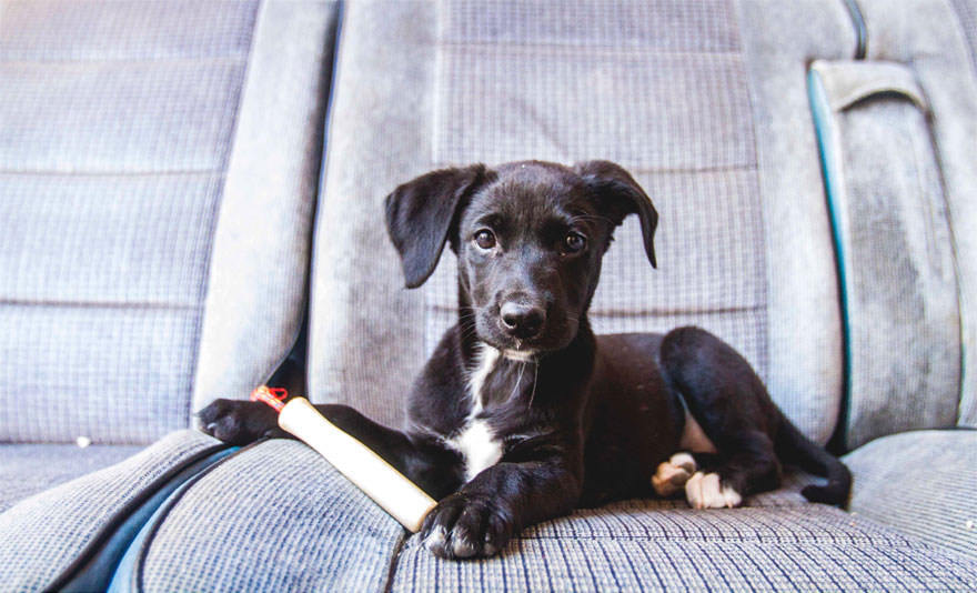 Story Of A Rescued Puppy