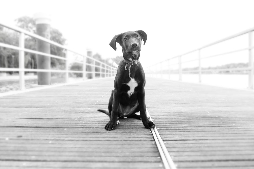 Story Of A Rescued Puppy