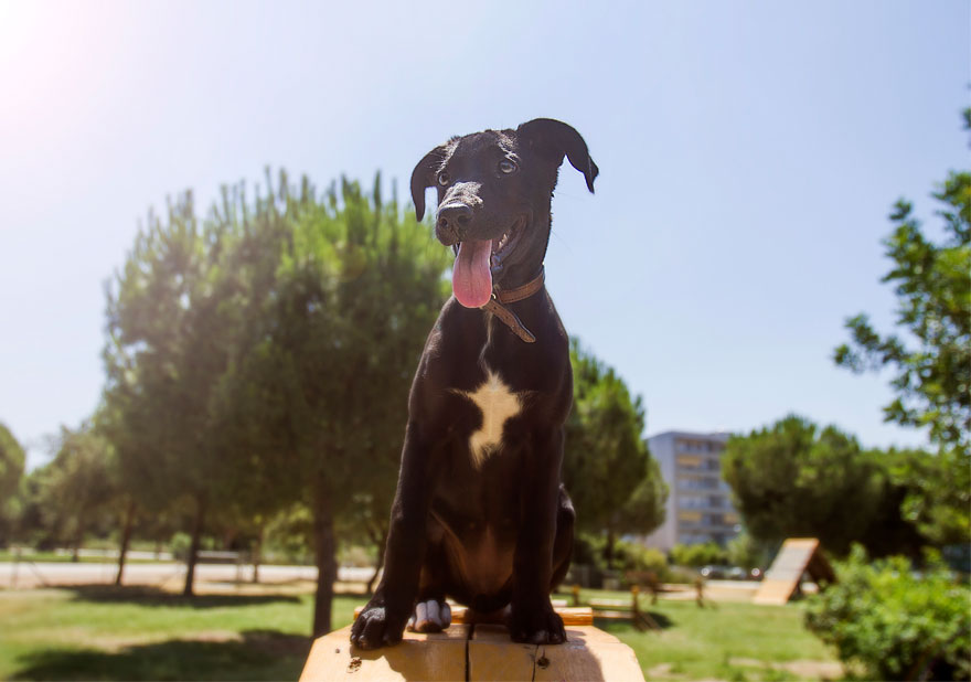 Story Of A Rescued Puppy