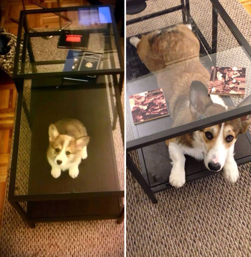 21 Before And After Photos Of Dogs Growing Up 21 Before And After Photos Of Dogs Growing Up