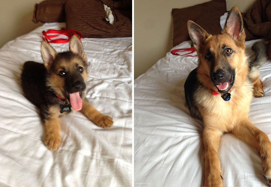 21 Before And After Photos Of Dogs Growing Up 21 Before And After Photos Of Dogs Growing Up