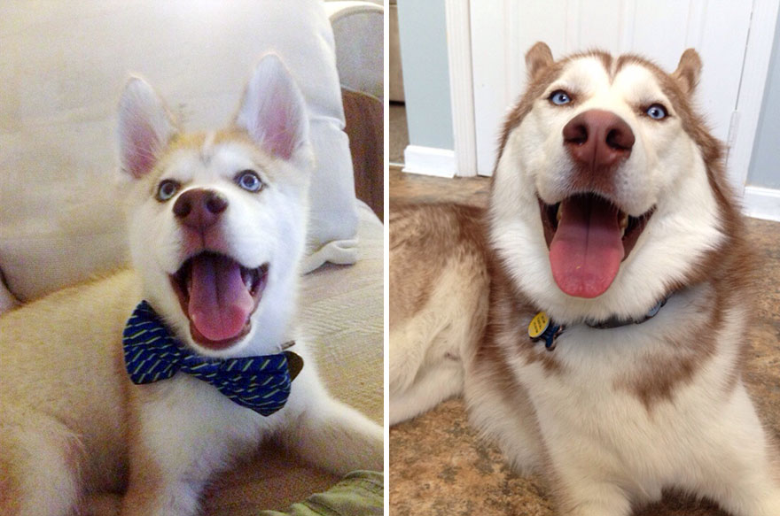 21 Before And After Photos Of Dogs Growing Up 21 Before And After Photos Of Dogs Growing Up
