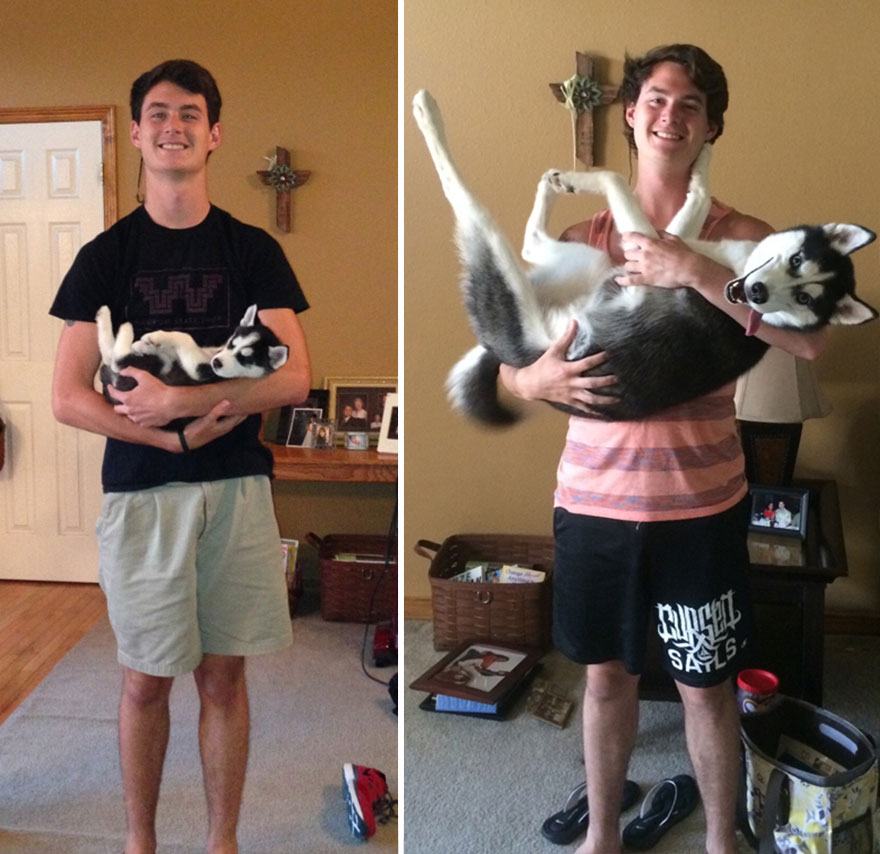 21 Before And After Photos Of Dogs Growing Up