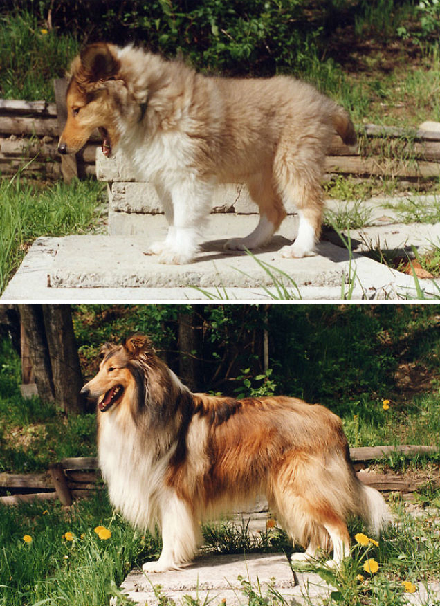 21 Before And After Photos Of Dogs Growing Up 21 Before And After Photos Of Dogs Growing Up