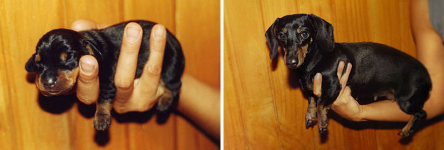 21 Before And After Photos Of Dogs Growing Up 21 Before And After Photos Of Dogs Growing Up