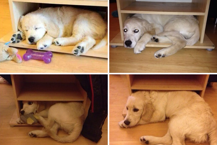 21 Before And After Photos Of Dogs Growing Up 21 Before And After Photos Of Dogs Growing Up