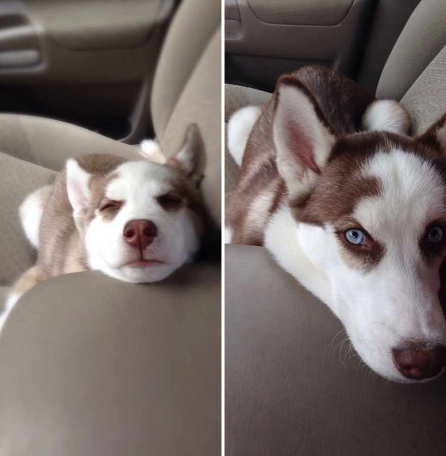 21 Before And After Photos Of Dogs Growing Up