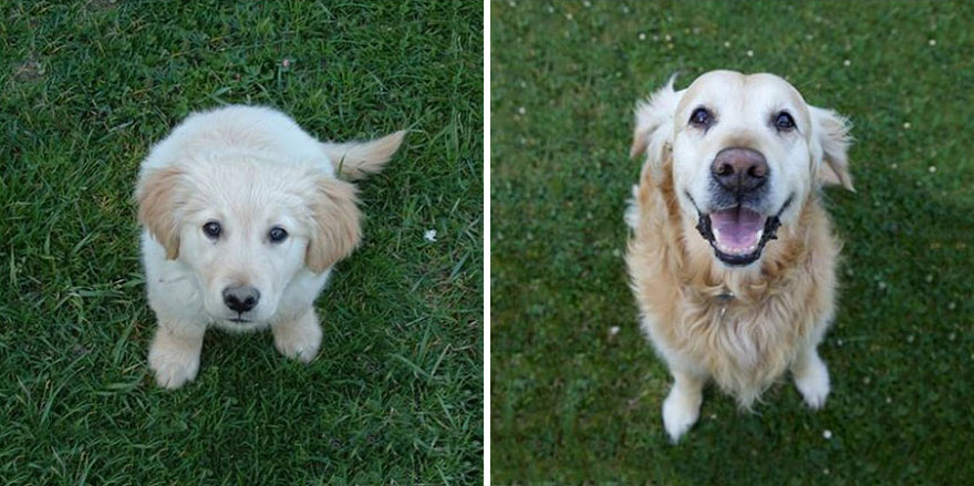 21 Before And After Photos Of Dogs Growing Up 21 Before And After Photos Of Dogs Growing Up