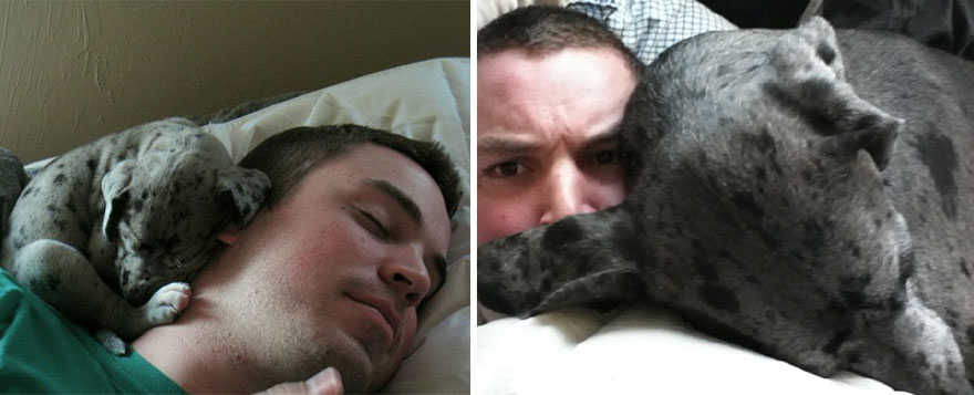 21 Before And After Photos Of Dogs Growing Up 21 Before And After Photos Of Dogs Growing Up