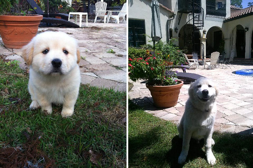 21 Before And After Photos Of Dogs Growing Up 21 Before And After Photos Of Dogs Growing Up