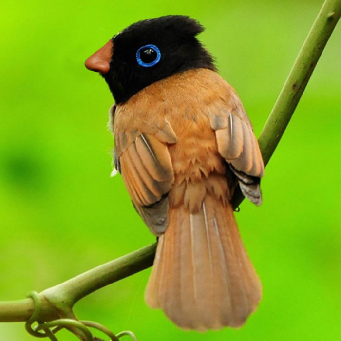 Birds With Noses Birds With Noses