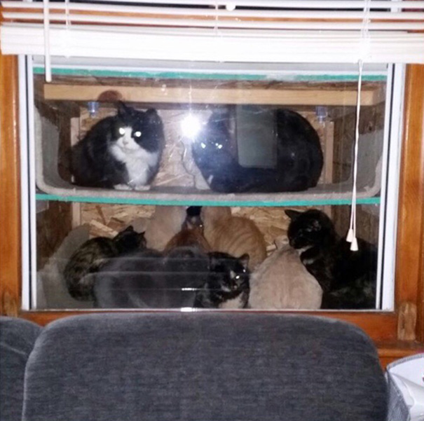 This Dad Built A &#8216;Cataquarium&#8217; For Freezing Cats On Thanksgiving