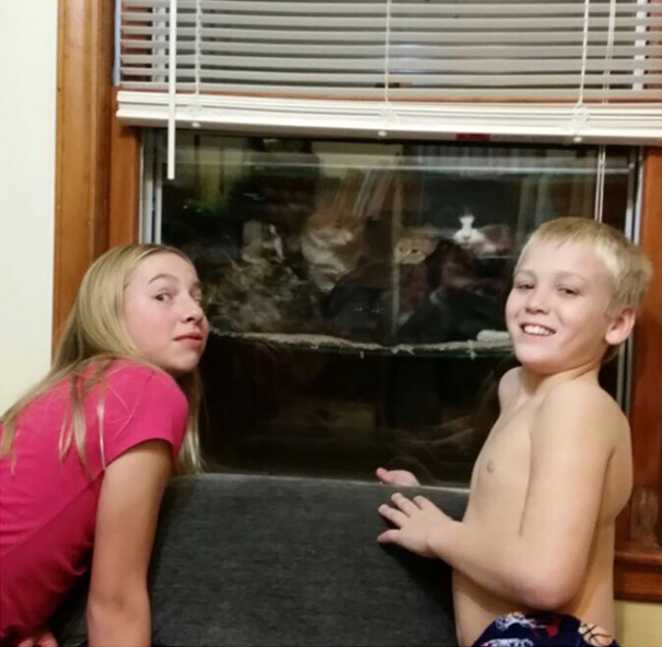 This Dad Built A &#8216;Cataquarium&#8217; For Freezing Cats On Thanksgiving