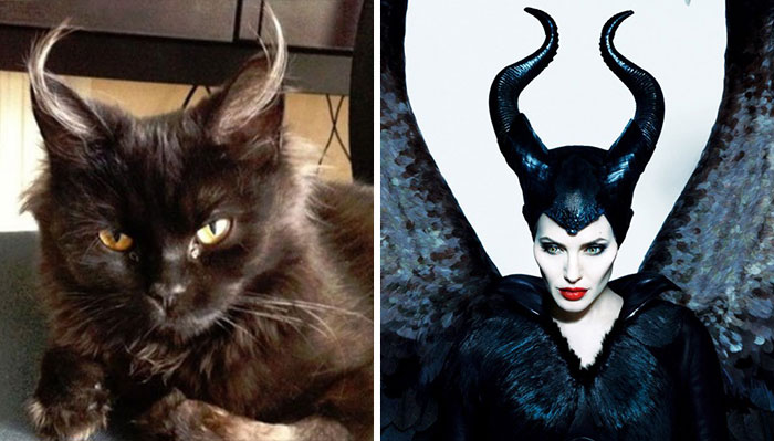68 Cats That Look Like Other Things 68 Cats That Look Like Other Things