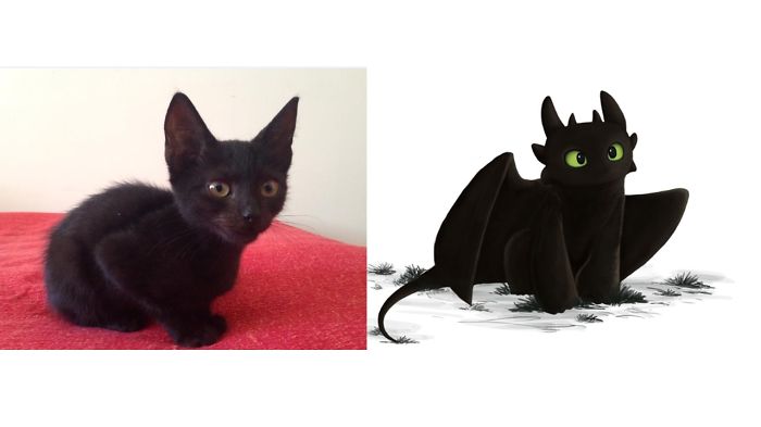 68 Cats That Look Like Other Things 68 Cats That Look Like Other Things