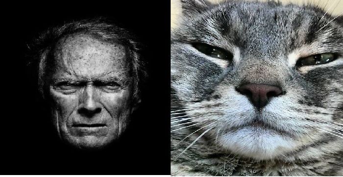 68 Cats That Look Like Other Things 68 Cats That Look Like Other Things