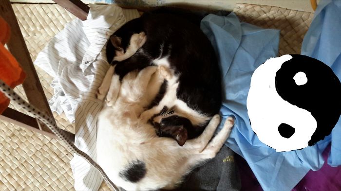 68 Cats That Look Like Other Things 68 Cats That Look Like Other Things