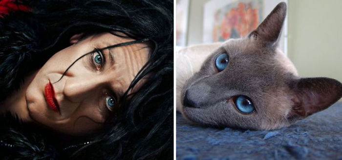 68 Cats That Look Like Other Things 68 Cats That Look Like Other Things