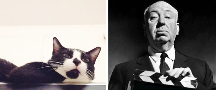 68 Cats That Look Like Other Things 68 Cats That Look Like Other Things