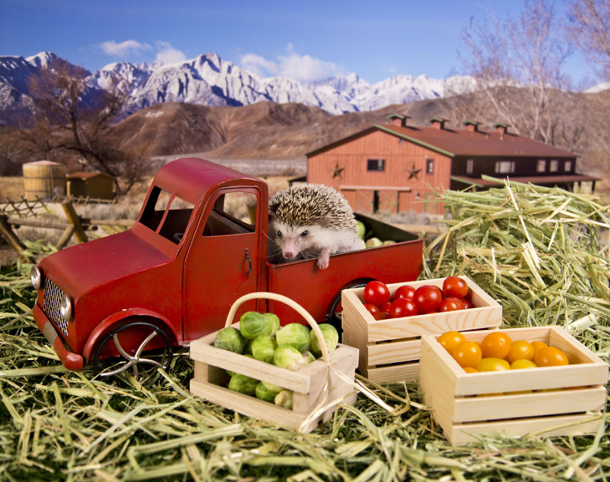 The Adventures Of Humphrey J Hedgehog The Adventures Of Humphrey J Hedgehog