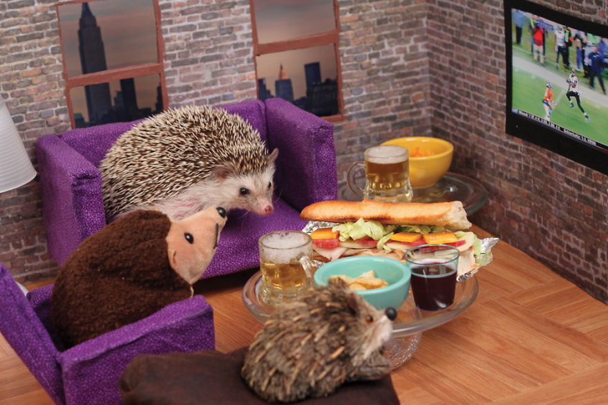 The Adventures Of Humphrey J Hedgehog The Adventures Of Humphrey J Hedgehog