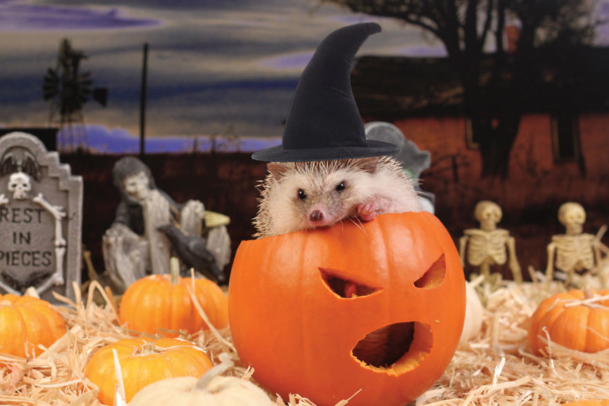 The Adventures Of Humphrey J Hedgehog The Adventures Of Humphrey J Hedgehog