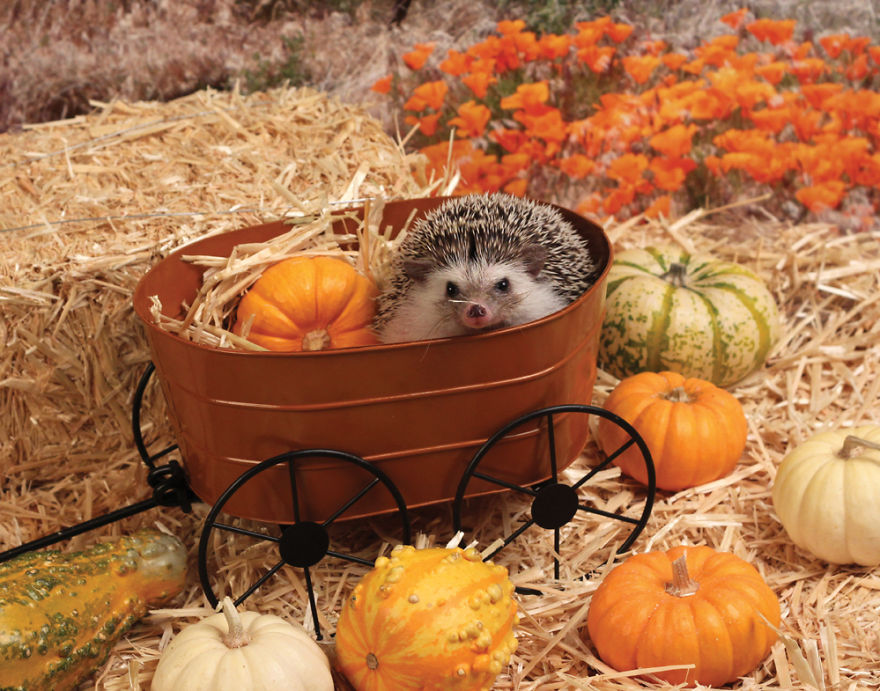 The Adventures Of Humphrey J Hedgehog The Adventures Of Humphrey J Hedgehog